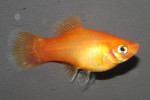 Platy Sunset